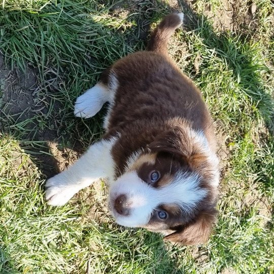 Pablo d'Eel D'Eel Mâle Border collie