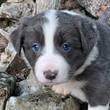 chien Border collie Azur d'Aix Elevage d'Eel