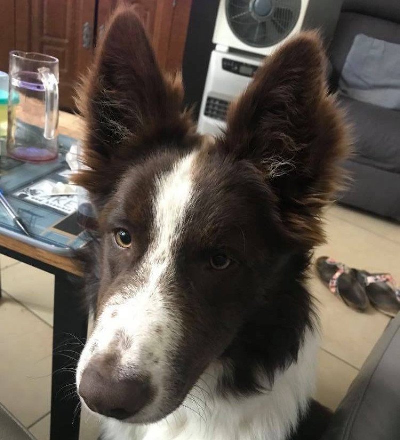 Saf de Chrystol Mâle Border collie Saf de Chrystol Mâle Border collie
