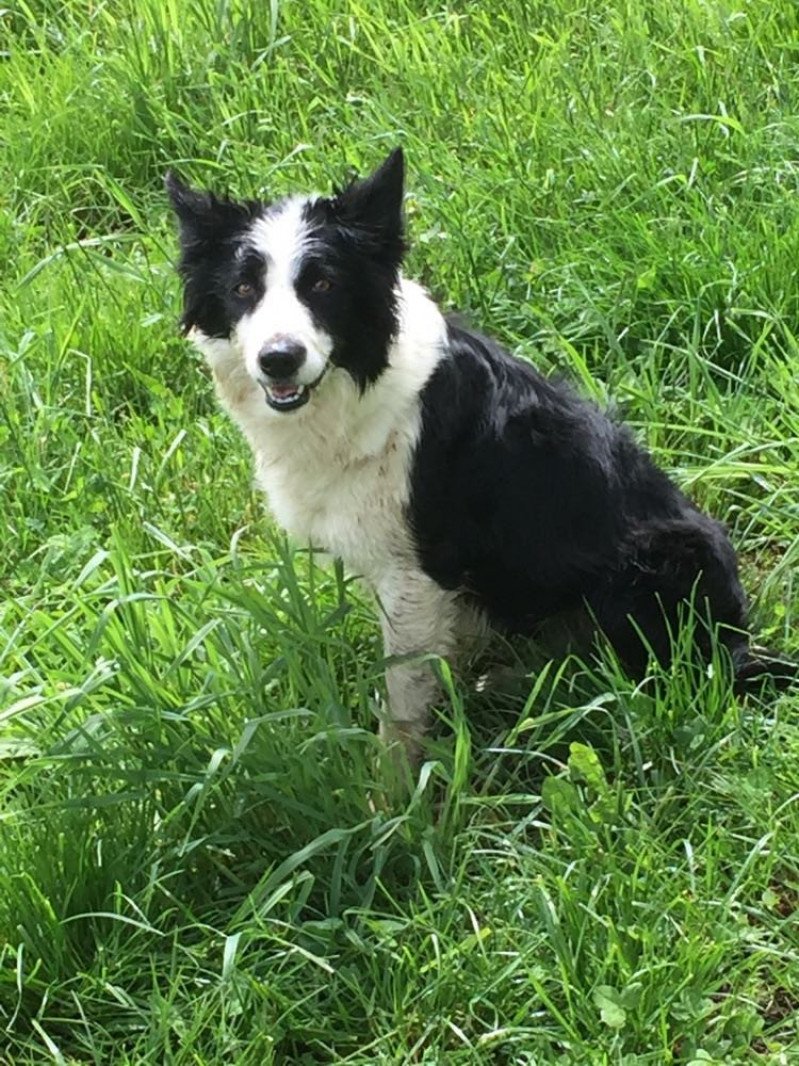 Nala Femelle Border collie